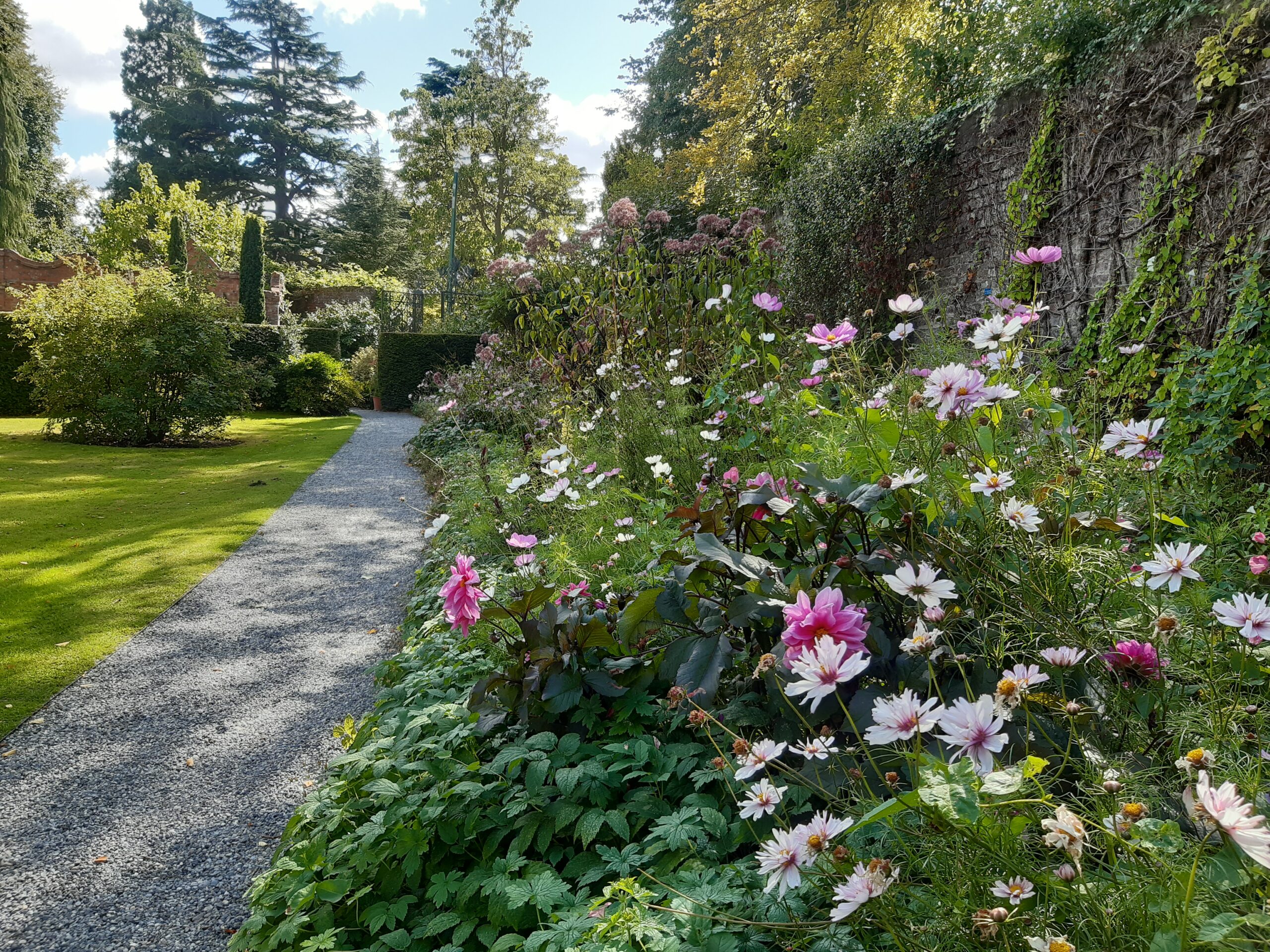 pink and white flower border in EC Guinness' walled garden