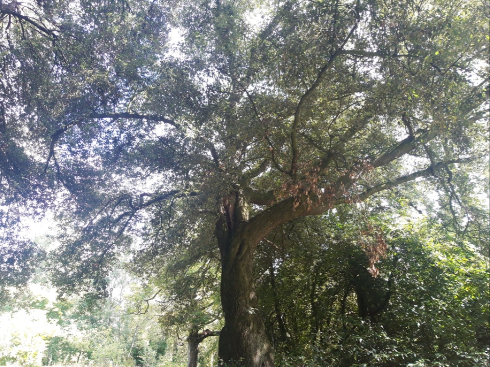 Holm Oak Tree, Farmleigh