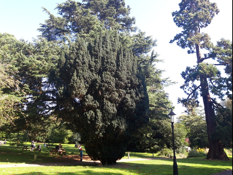 Irish Yew Tree, Farmleigh Estate 