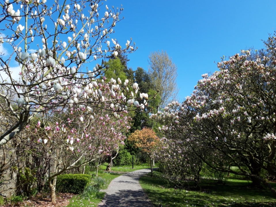 Magnolia Walk, Farmleigh Estate