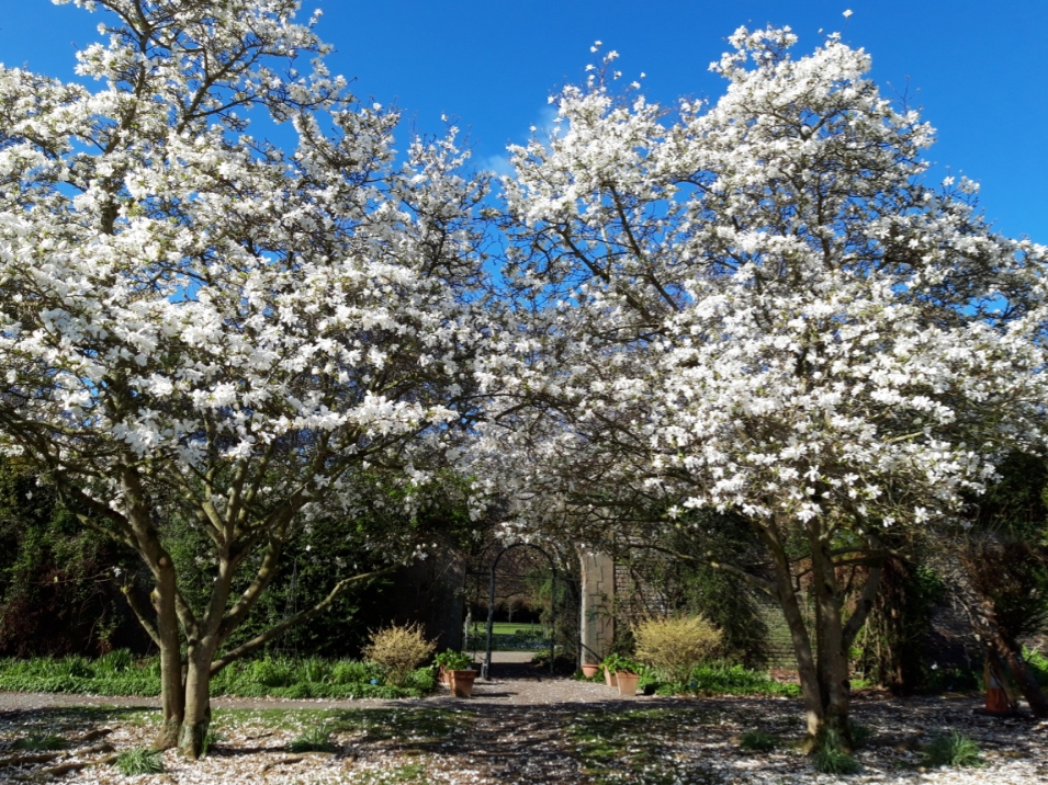 Magnolias in the Walled Garden