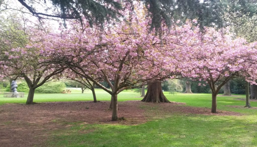 Kanzan Cherry Blossom Trees, Farmleigh Estate