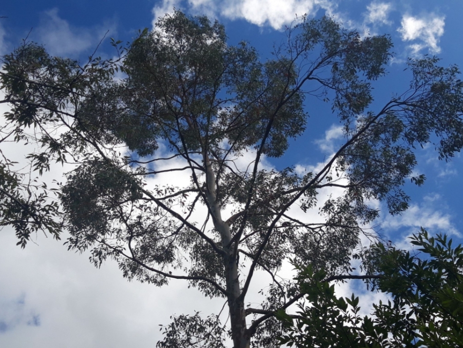 Eucalyptus Tree, Farmleigh