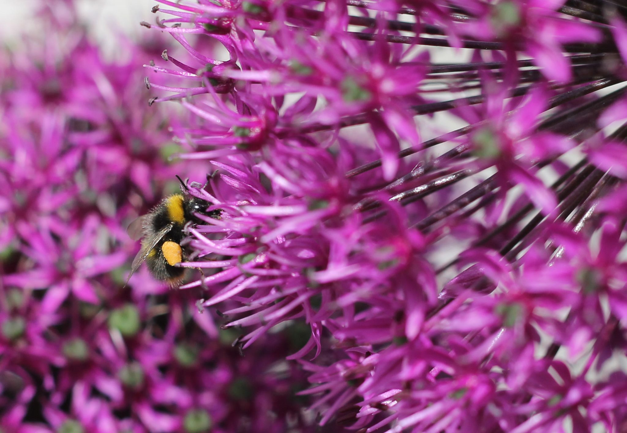 bumblebee on allium flower