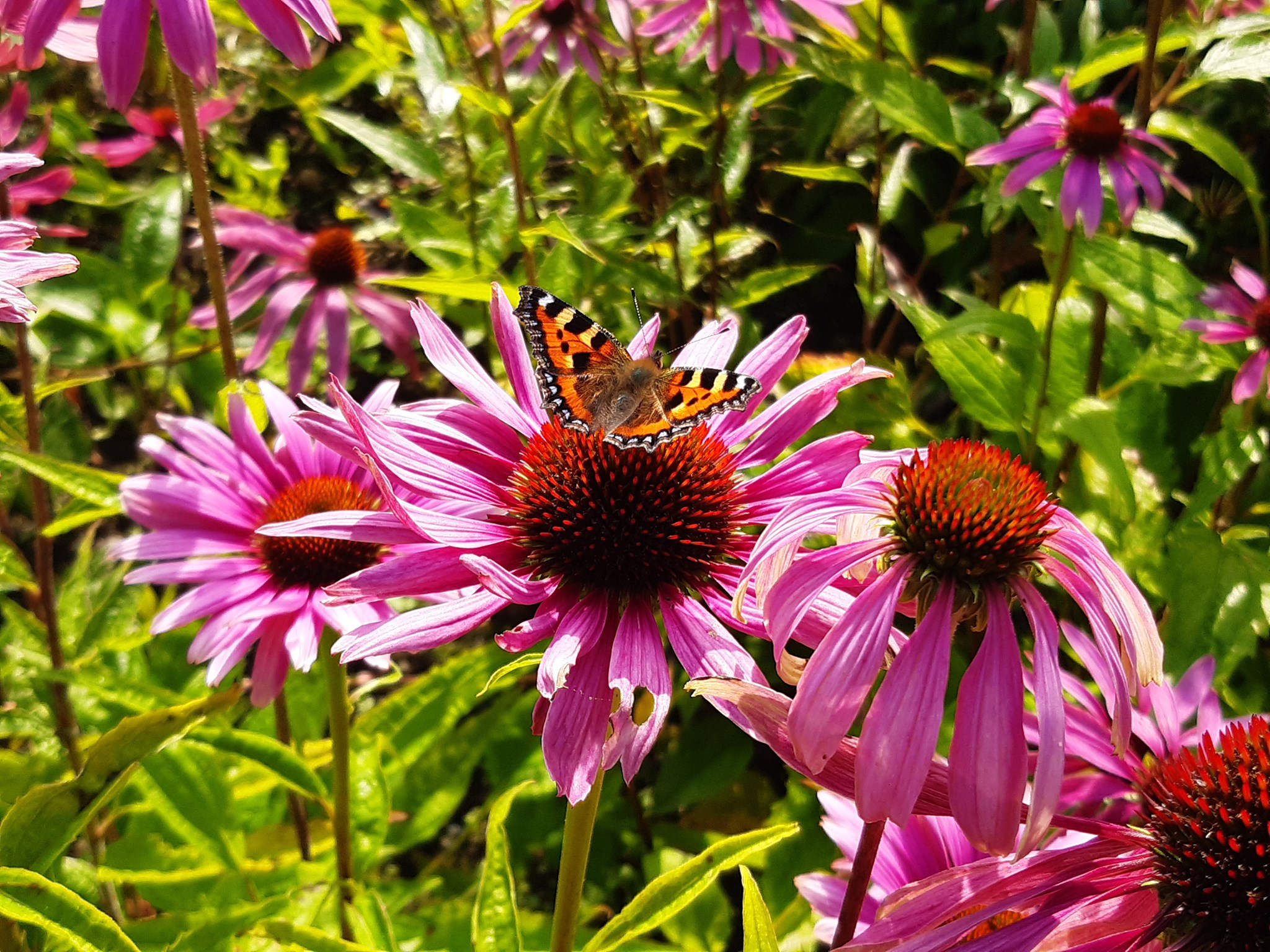 Butterfly on echinacea flower Butterfly on echinacea flower
