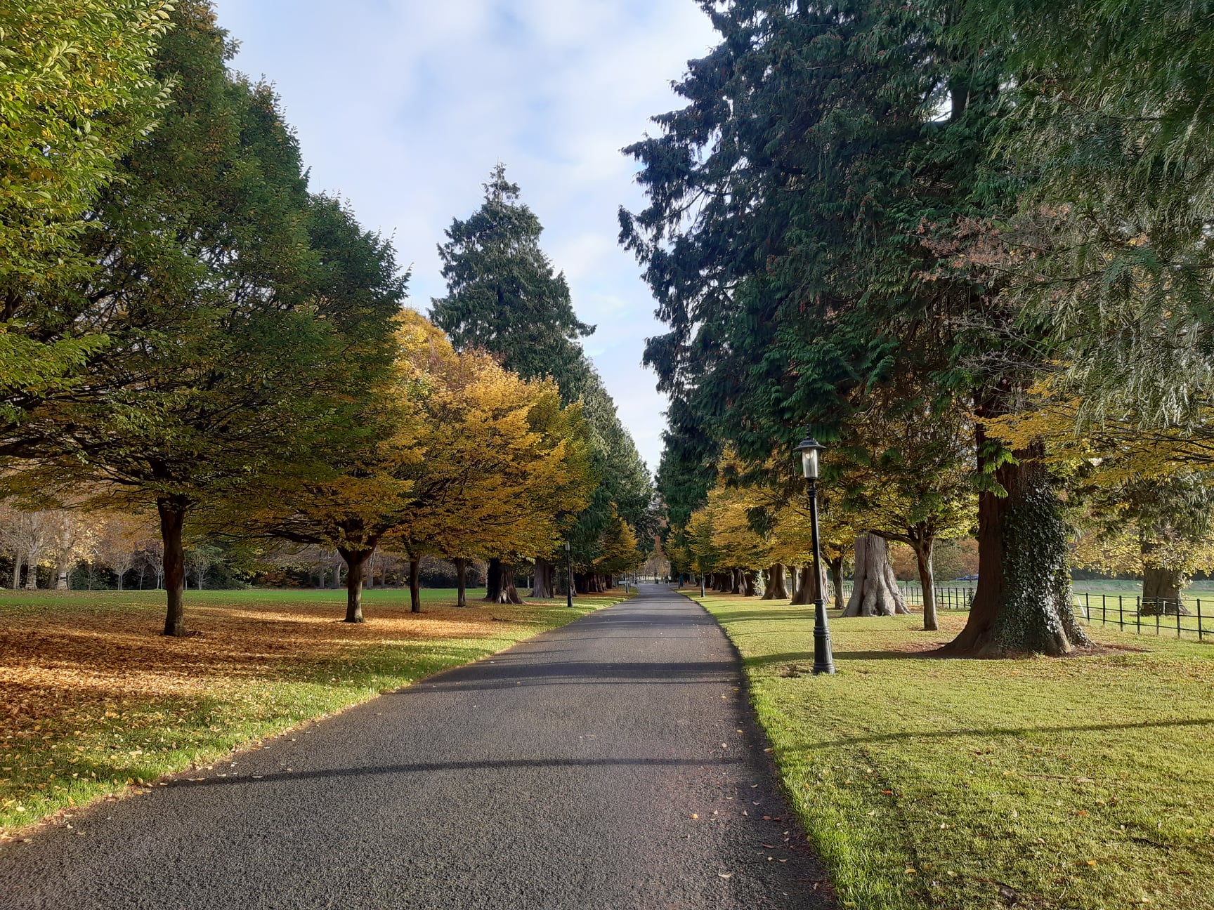 thuja Avenue interspersed with hornbeams