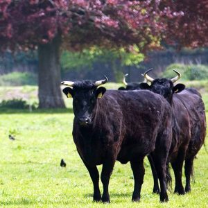 Two black Kerry cows in field in front of copper beech tree