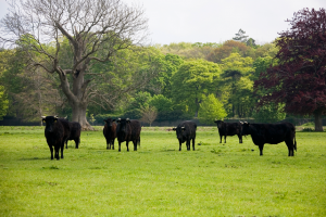 Black Kerry Cattle in field at Farmleigh.