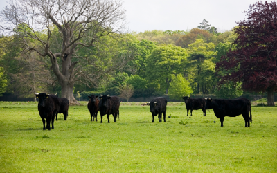 The Kerry Cattle return to Farmleigh