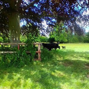 Kerry Cattle on Farmleigh Estate