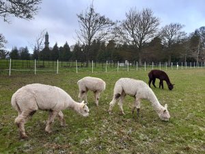 Three white and one brown alpaca eating grass in field.