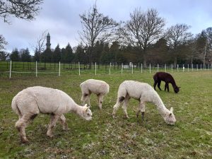 Alpacas Come to Farmleigh