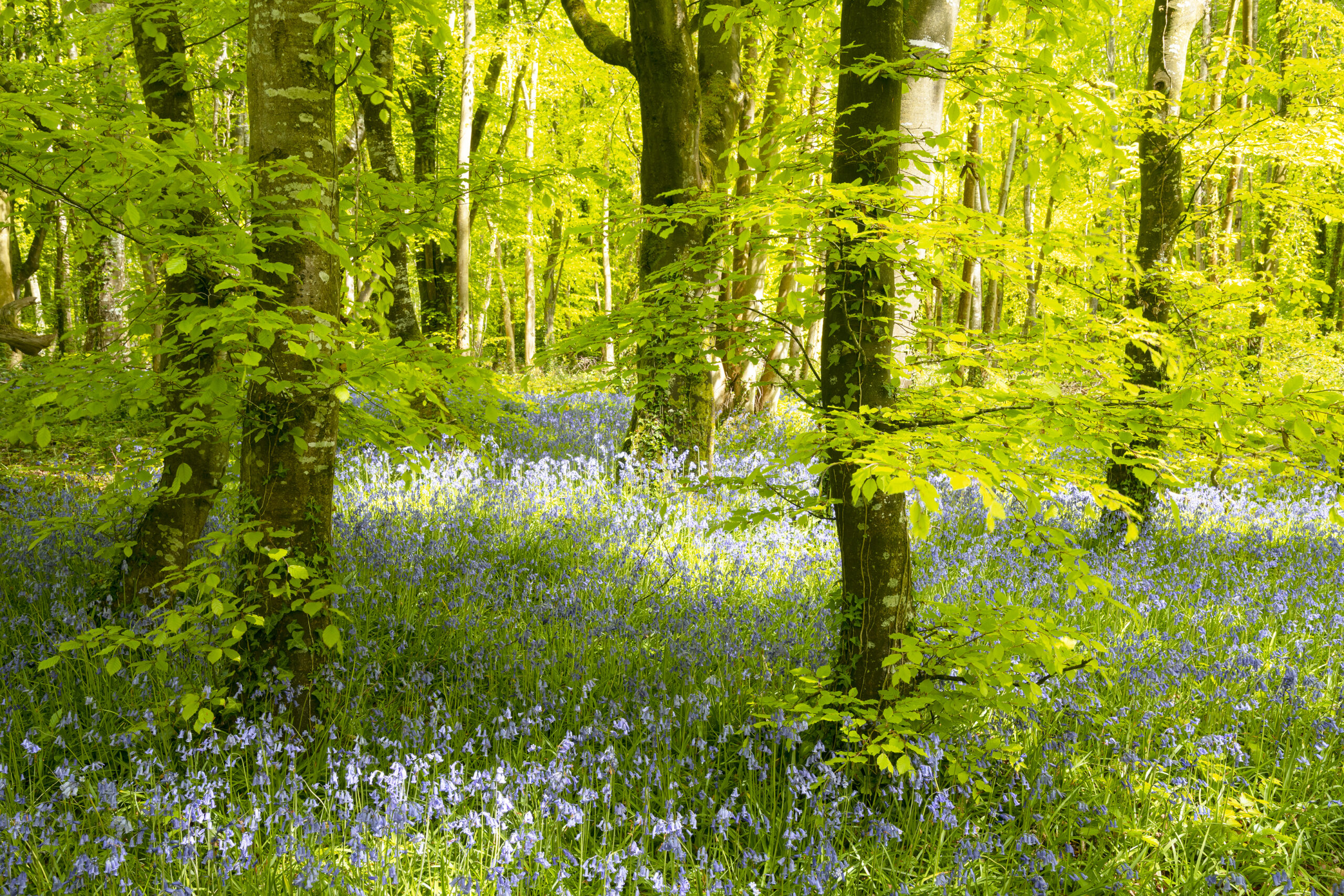 scenic view with trees and bluebells