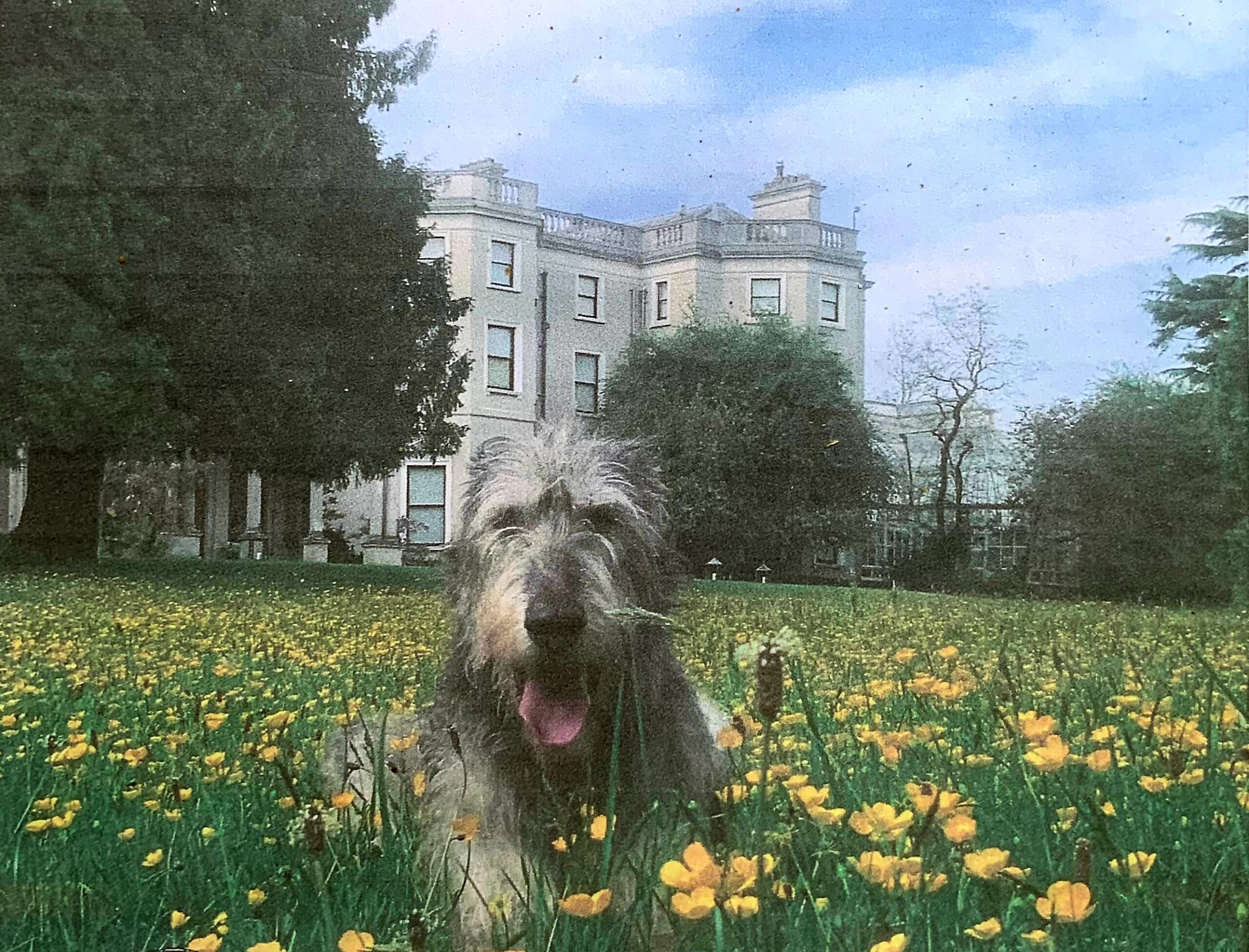 Irish wolfhound sitting on buttercup lawn in front of Farmleigh House