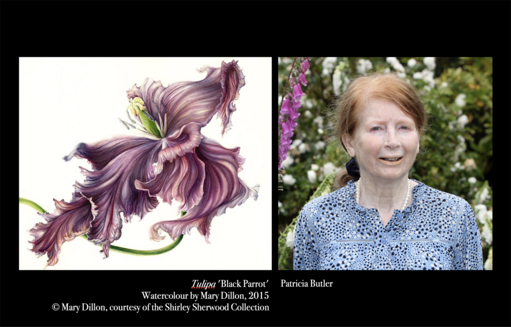 Drawing of purple plane beside photo of Patricia Butler