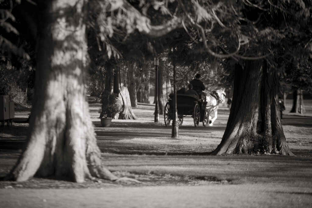 Black and white photo of horse and carriage in woodland